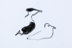 signe-4851